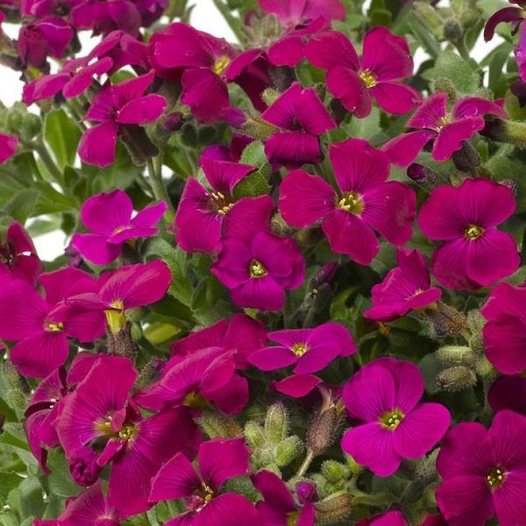 Red Aubrieta Flower Seeds Heirloom Non-GMO High Germination Organic Garden Seeds for Planting