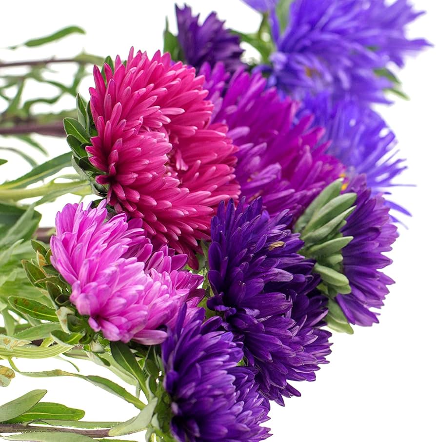 aubrieta cascade flower seeds