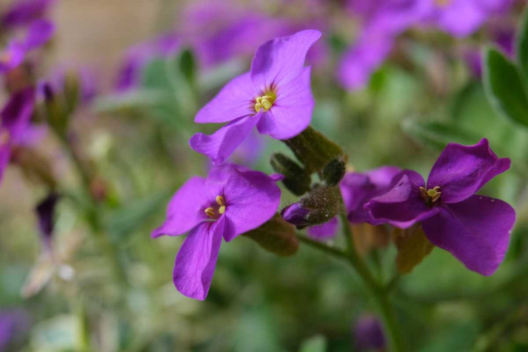 Aubrieta Flower Seeds Purple – Heirloom, Non-GMO, High Germination Organic Garden Seeds for Planting