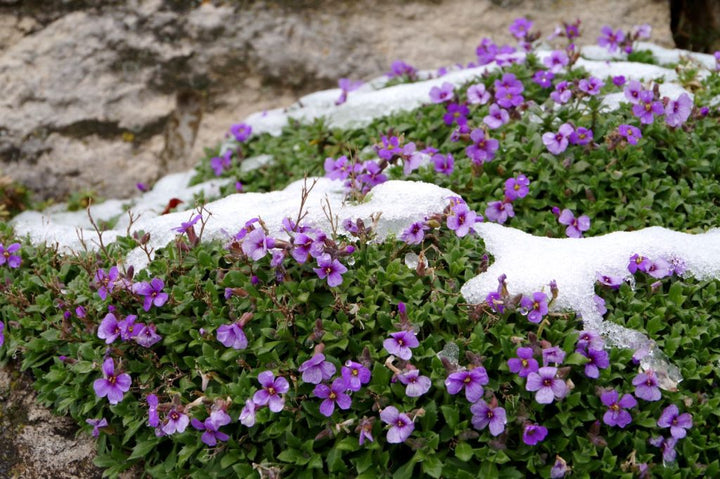 Aubrieta Flower Perennial Seeds for Planting - Heirloom, Non-GMO, High Germination Organic Garden Seeds