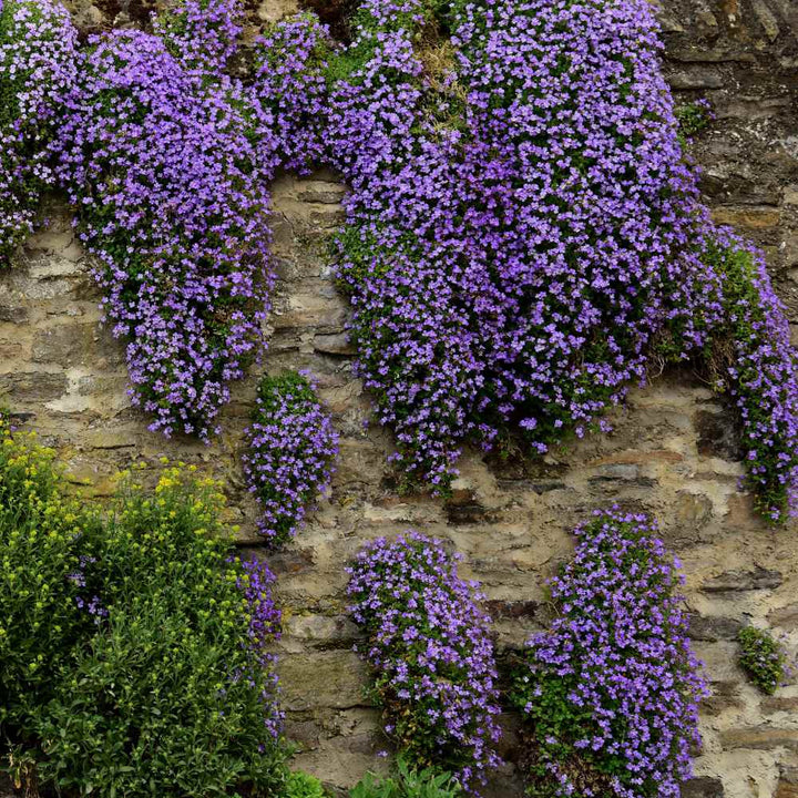 Aubrieta Flower Perennial Seeds for Planting - Heirloom, Non-GMO, High Germination Organic Garden Seeds