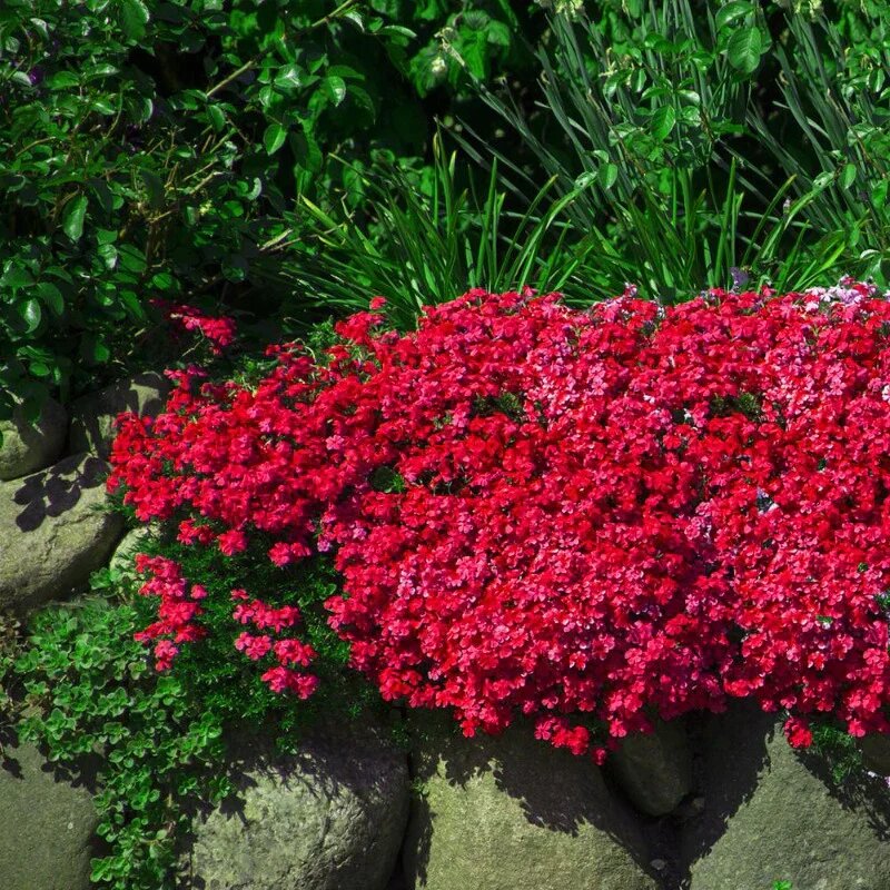 Semillas de Flores Aubrieta Creeping Red para Plantar Semillas de Jardín Orgánicas de Alta Germinación No Transgénicas de Herencia