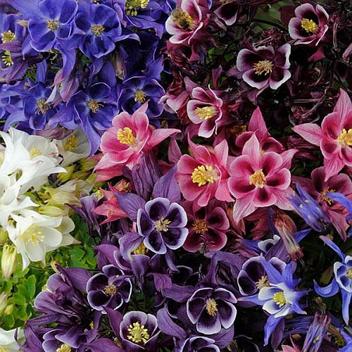 aquilegia music flower seeds