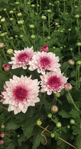 Pink White Chrysanthemum Flower Seeds Heirloom Non-GMO High Germination Organic Garden Seeds for Planting