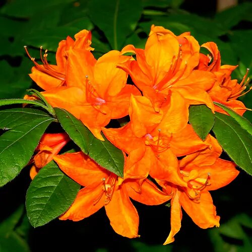 Orange Azalea Flower Seeds – Heirloom, Non-GMO, High Germination, Organic Seeds