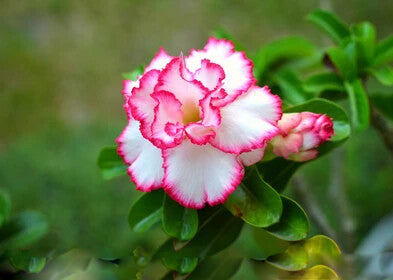 White Pink Azalea Flower Seeds Heirloom Non-GMO High Germination Organic Garden Seeds for Planting