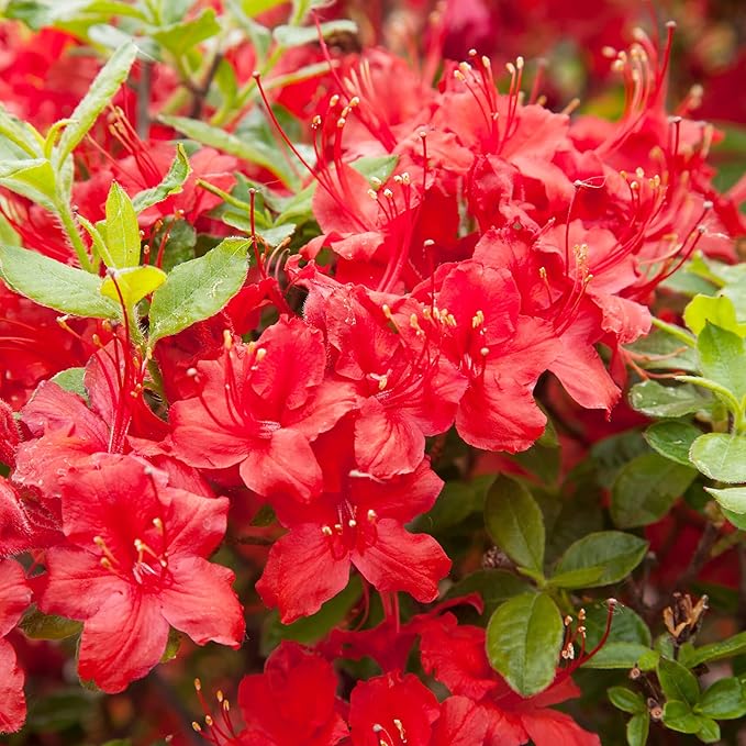 azalea rhododendron flower seeds