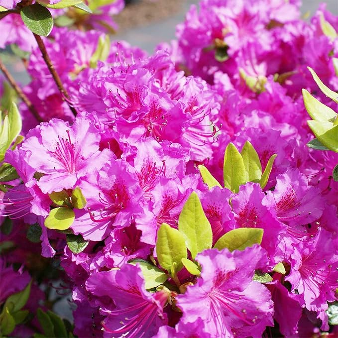 azalea rhododendron flower seeds