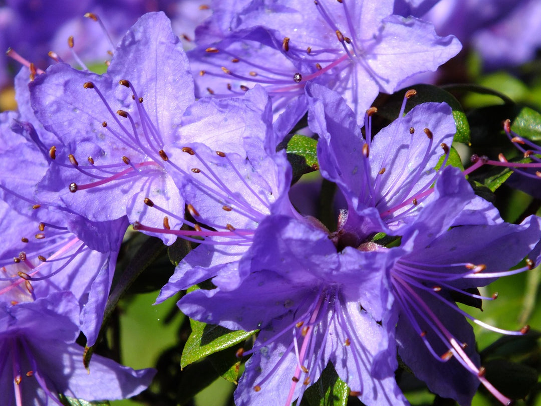 Azalea Flower Seeds Violet for Planting – Heirloom Non-GMO High Germination Organic Seeds