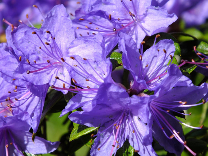 Azalea Flower Seeds Violet for Planting – Heirloom Non-GMO High Germination Organic Seeds