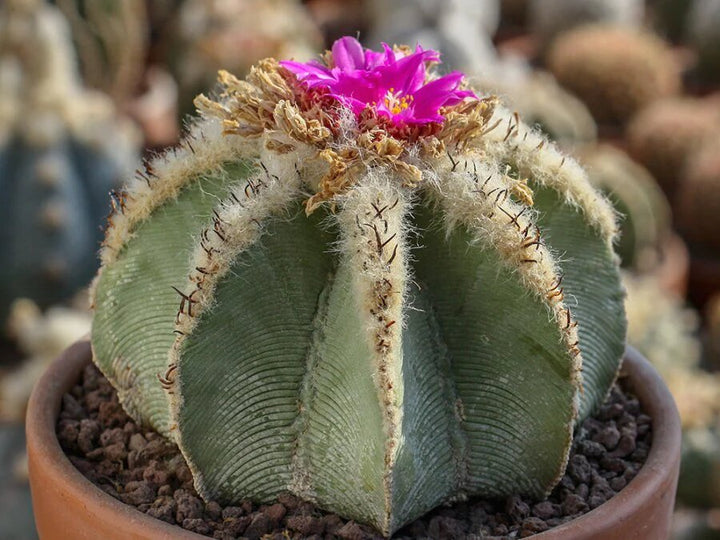 Aztekium Hintonii Flower Seeds Pink for Planting – Heirloom Non-GMO High Germination Seeds