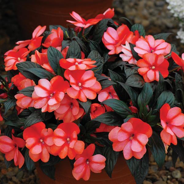 Orange White Impatiens Flower Seeds – Heirloom, Non-GMO, High Germination Seeds