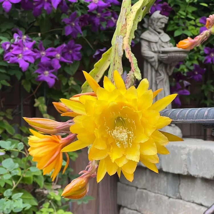 Epiphyllum Flower Seeds Yellow – Heirloom Non-GMO High Germination Seeds