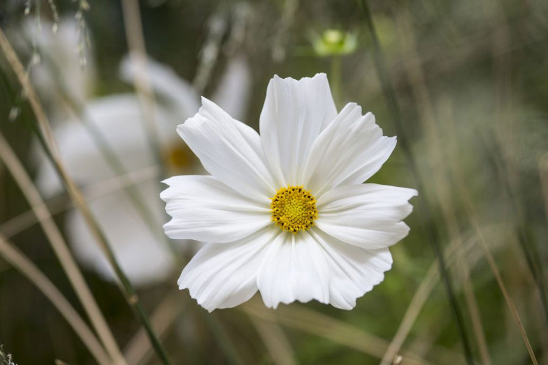 White Cosmos Flower Seeds – Heirloom Non-GMO High Germination Seeds