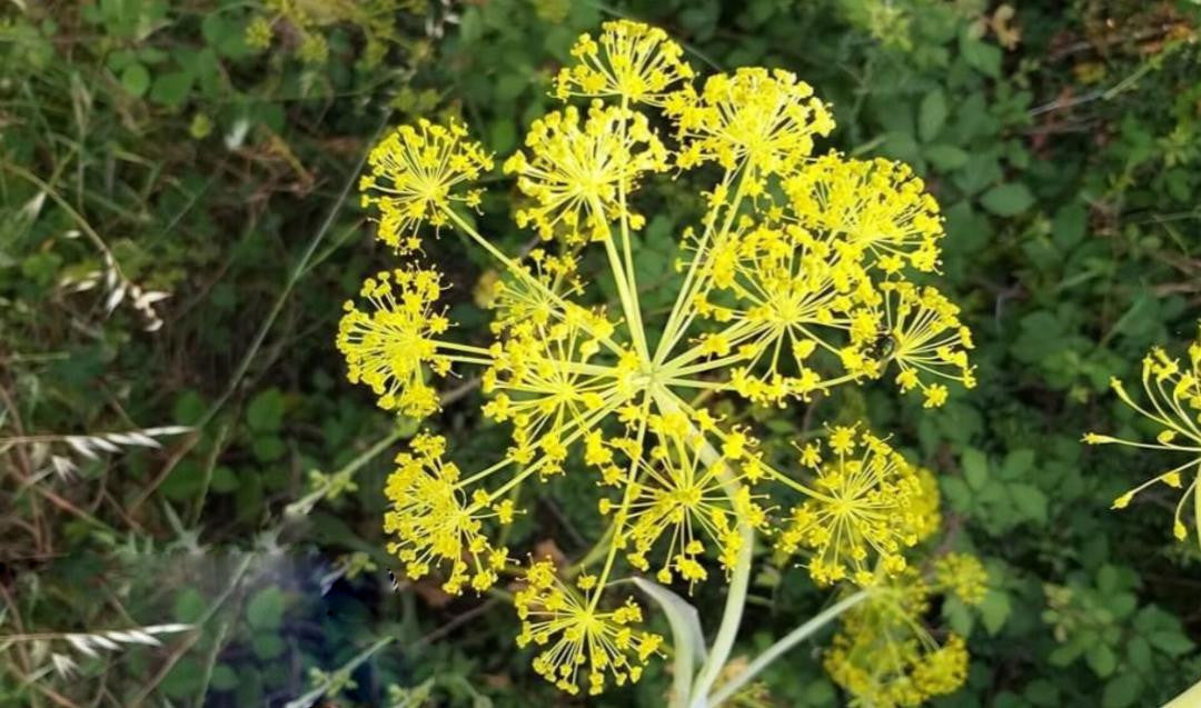Galbanum Flower Seeds Yellow – Heirloom Non-GMO High Germination Organic Seeds