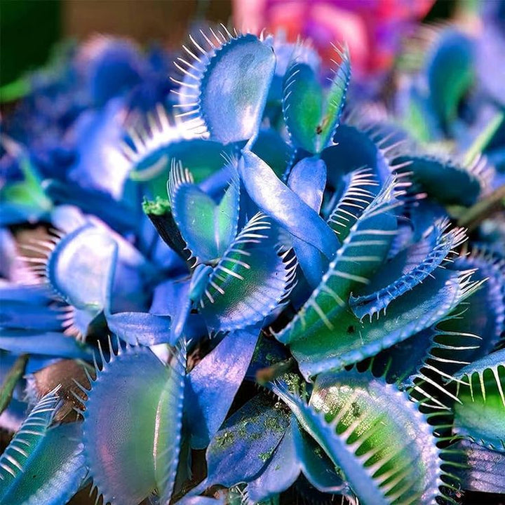 Blue Green Venus Fly Trap Seeds – Heirloom, Non-GMO, High Germination Seeds