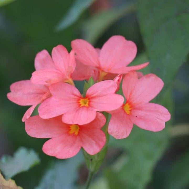 Semillas de flores de crossandra rosa para plantar – Semillas reliquia no transgénicas de alta germinación