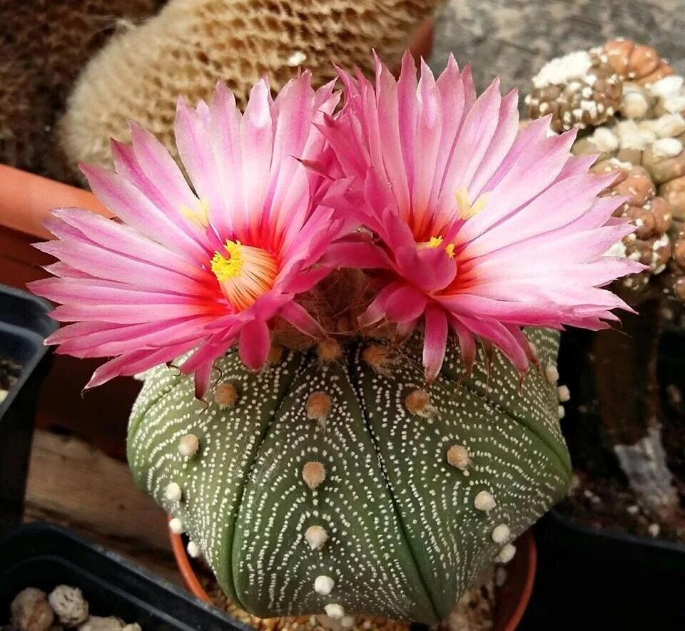 Astrophytum Flower Seeds Pink for Planting – Heirloom Non-GMO High Germination Organic Seeds