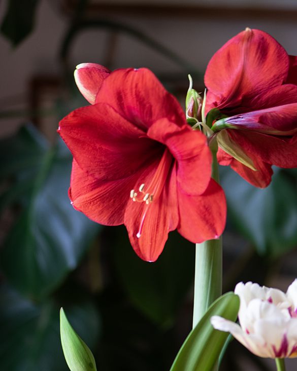 Red Giant Amaryllis Flower Seeds – Heirloom Non-GMO High Germination Seeds