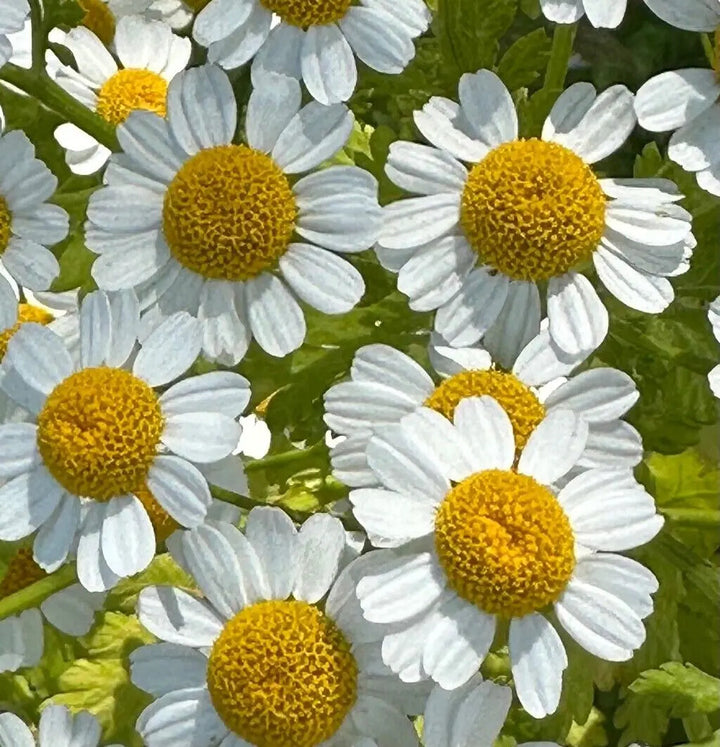 White Tanacetum Parthenium Flower Seeds Heirloom Non-GMO High Germination Organic Garden Seeds for Planting