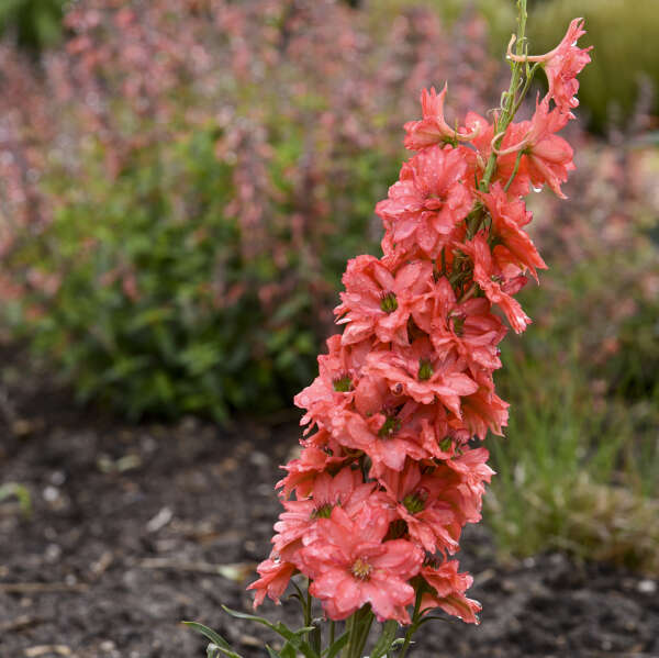Orange Delphinium Flower Seeds – Heirloom Non-GMO High Germination Seeds
