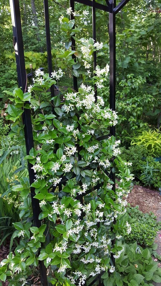 Climbing Jasmine Flower Seeds – Heirloom, Non-GMO, High Germination Seeds