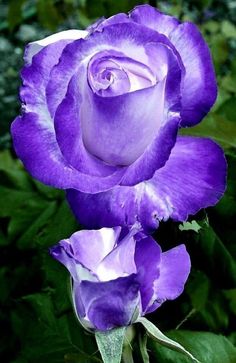 Violet Blooming Rose Flower Seeds – Heirloom, Non-GMO, High Germination Organic Garden Seeds for Planting