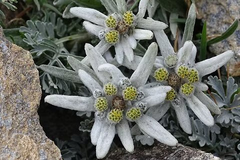 Semillas de flor de Edelweiss blanca – Semillas de herencia no transgénicas de alta germinación