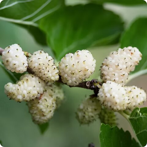 White Mulberry Seeds for Planting – Heirloom Non-GMO High Germination Organic Garden Seeds