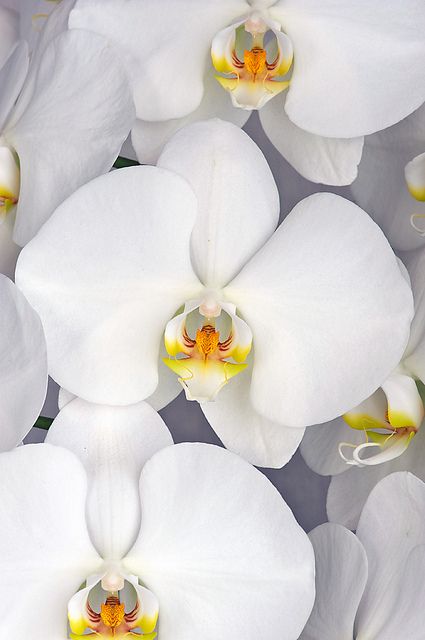 Orchid Flower Seeds White – Heirloom, Non-GMO, High Germination Seeds