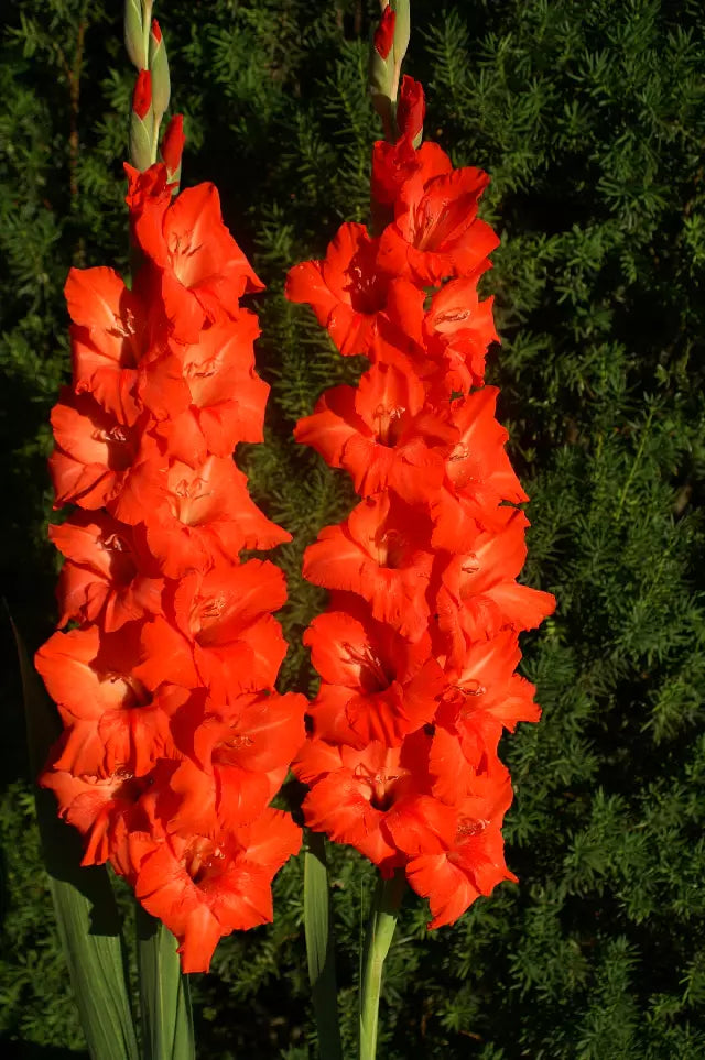 Rote Gladiole Blumensamen – Alte Sorte, gentechnikfrei, keimstark, Bio-Gartensamen zum Pflanzen