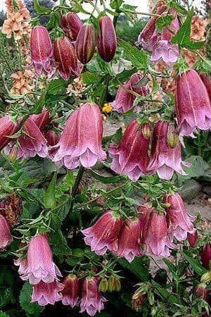 Brown Campanula Flower Seeds – Heirloom, Non-GMO, High Germination Seeds