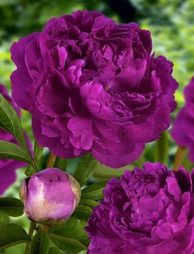 Purple Peony Flower Seeds for Planting – Heirloom Non-GMO, High Germination Organic Garden Seeds