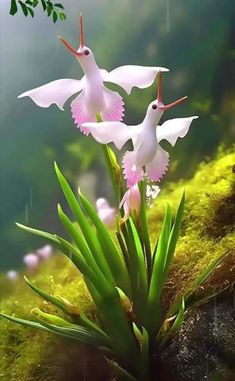 Pink Egret Orchid Flower Seeds – Heirloom Non-GMO High Germination Seeds