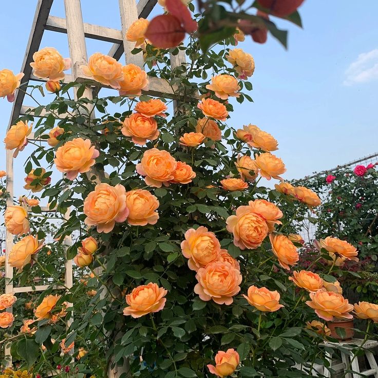 Orange Climbing Rose Flower Seeds – Heirloom, Non-GMO, High Germination Seeds