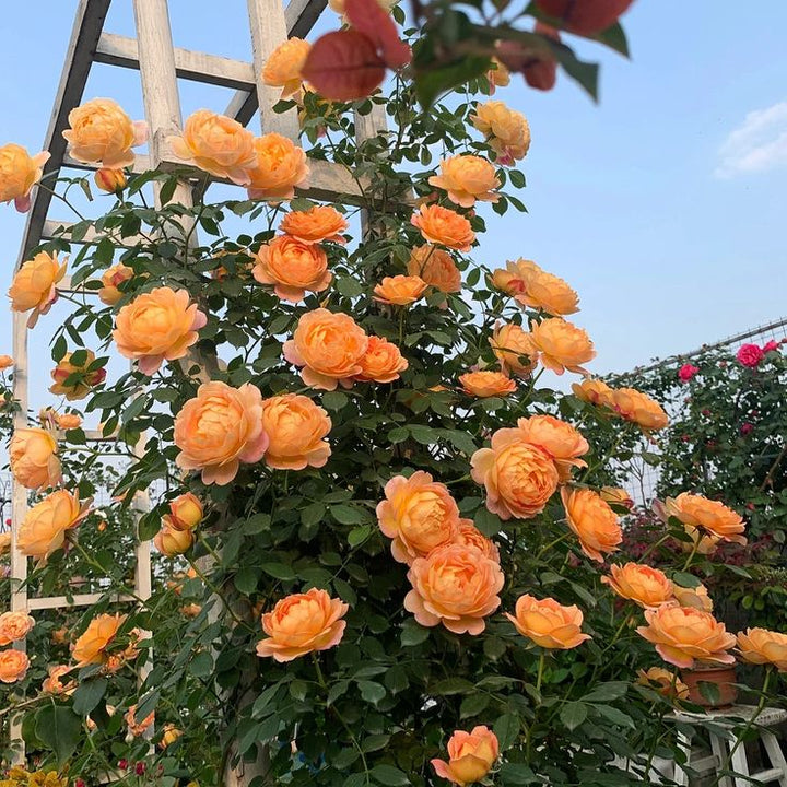 Orange Climbing Rose Flower Seeds – Heirloom, Non-GMO, High Germination Seeds