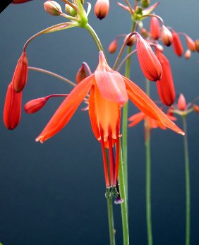 Semillas de flor Bessera Naranja para plantar – Semillas orgánicas cimera sin OGM de alta germinación