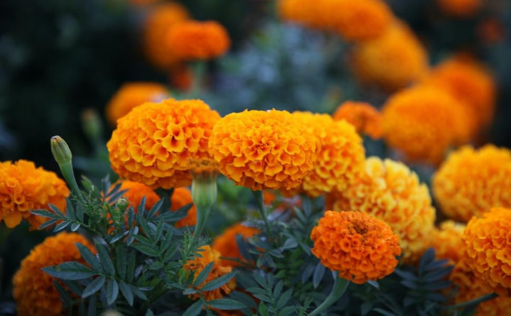Orange Epicattleya Flower Seeds – Heirloom, Non-GMO, High Germination Seeds