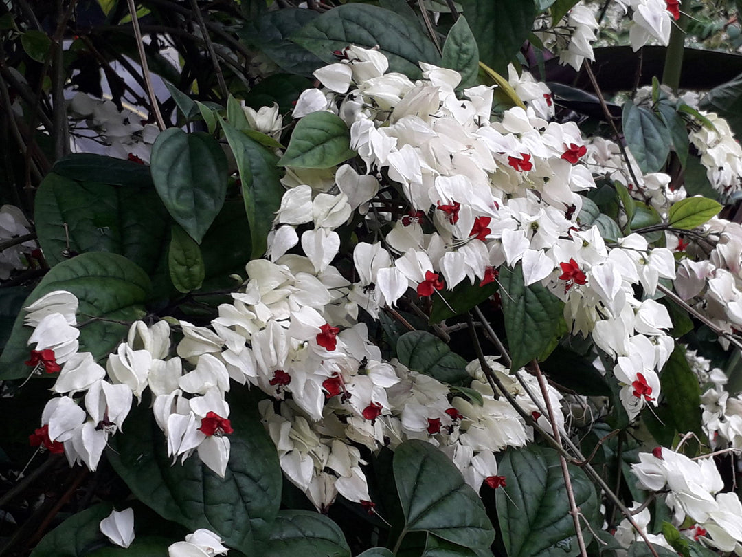 Clerodendrum Thomsoniae Flower Seeds for Planting – Heirloom Non-GMO High Germination