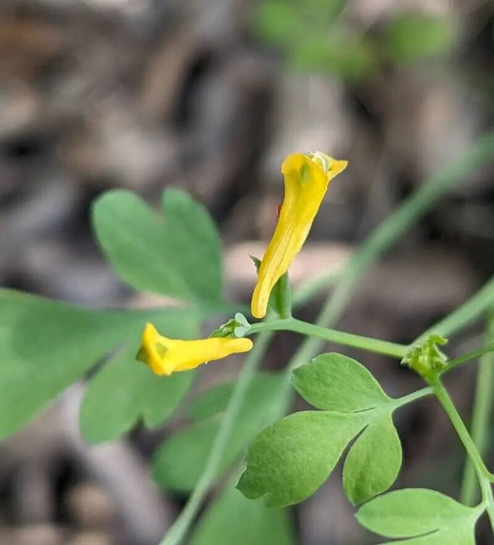 Gelbe Lerchensporn (Corydalis lutea) Blumensamen zum Pflanzen – Erbstück, gentechnikfrei, hohe Keimfähigkeit