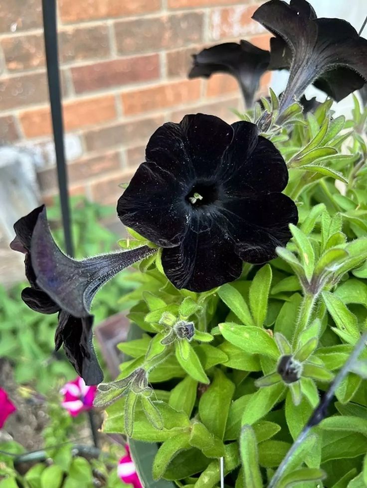 Semillas de Petunia Negra para Plantar – Semillas de Alta Germinación, No Modificadas Genéticamente, Variedad Tradicional