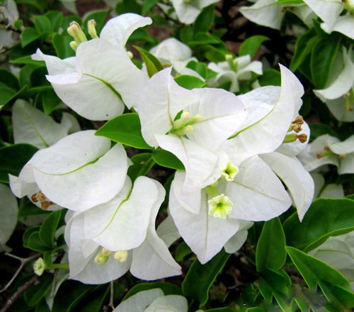 White Climbing Bougainvillea Flower Seeds – Heirloom, Non-GMO, High Germination, Organic Garden Seeds