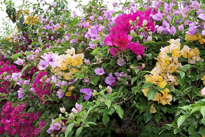 Mix Bougainvillea Flower Seeds Heirloom Non-GMO High Germination Organic Garden Seeds for Planting