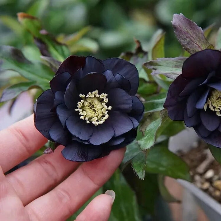 Hellebore Flower Seeds Black – Heirloom, Non-GMO, High Germination Seeds