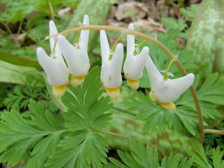 Cucullaria Flower Seeds White – Heirloom Non-GMO High Germination Seeds