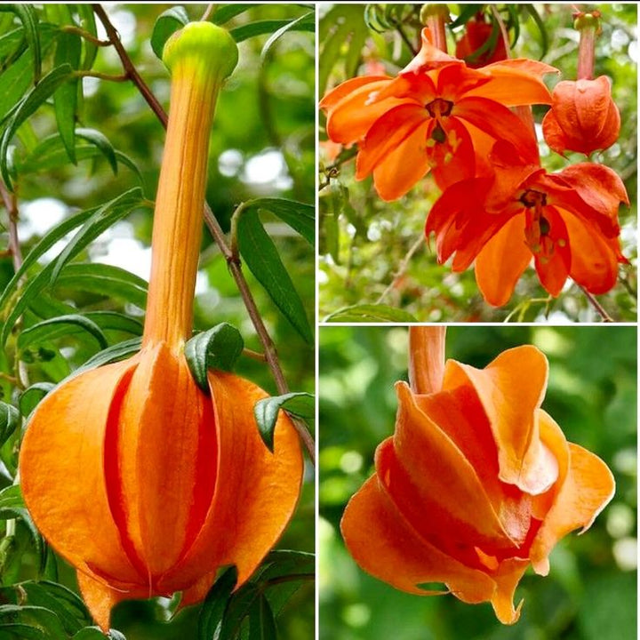 Passiflora Parritae Huge Tubular Orange Flower Seeds – Heirloom, Non-GMO, High Germination Seeds