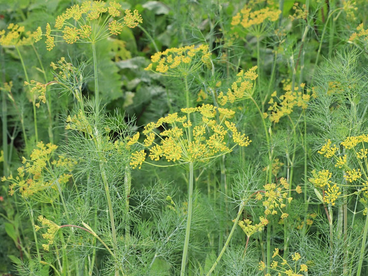 Yellow Dill Flower Seeds for Planting – Heirloom, Non-GMO, High Germination