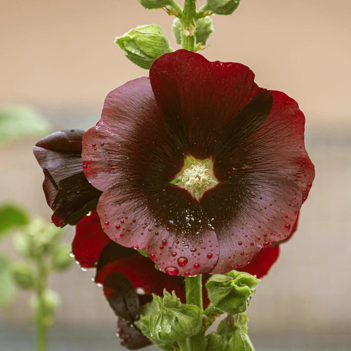 Hollyhock Flower Seeds Brown – Heirloom, Non-GMO, High Germination Seeds