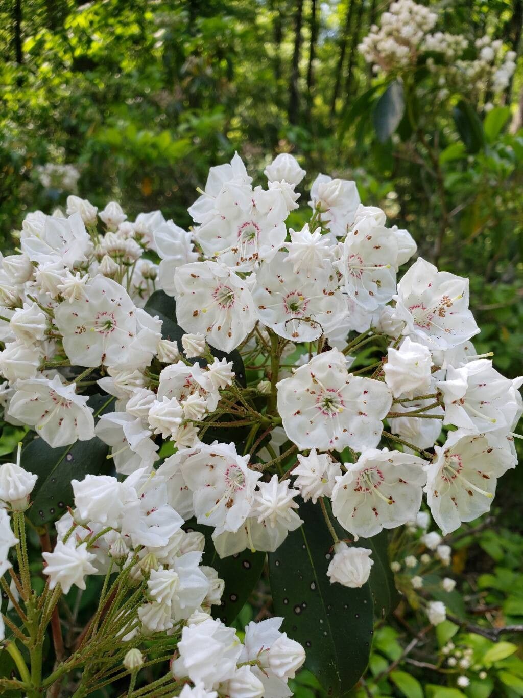Kalmia Latifolia Flower Seeds White – Heirloom, Non-GMO, High Germination Seeds