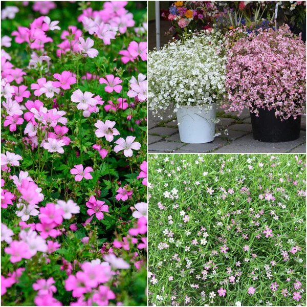 Mixed Gypsophila Flower Seeds – Heirloom, Non-GMO, High Germination Seeds